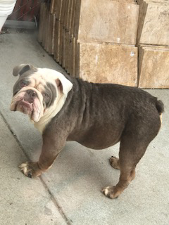 lilac and white english bulldog